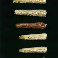 CIMMYTMA 10597 QUER 5 BA21U-2903-59 C_compress.jpg