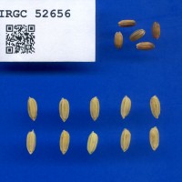 IRGC 52656 Seed Photo