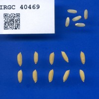IRGC 40469 Seed Photo