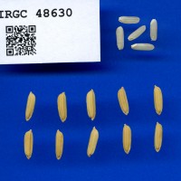IRGC 48630 Seed Photo