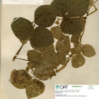 8350 herbarium