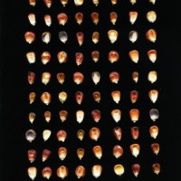 CIMMYTMA 24896 PERU 395 TC24U-2903-278 K.jpg