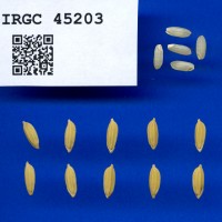 IRGC 45203 Seed Photo