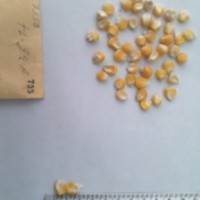 CIMMYTMA 735 - Reference Inventory.jpg