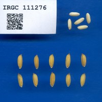 IRGC 111276 Seed Photo