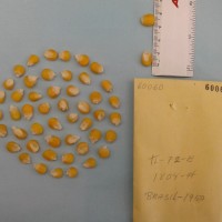 CIMMYTMA 6006 - Reference Inventory.jpg