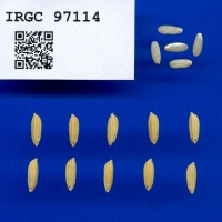 IRGC 97114 Seed Photo