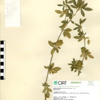 11551 herbarium