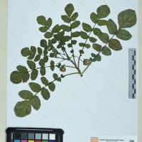CIP 760561 herbarium