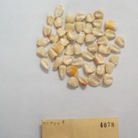 CIMMYTMA 4078 - Reference Inventory.jpg