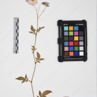 CIP 761450_OCH 12086b_02.jpg