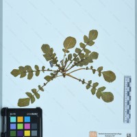 CIP 761024 herbarium