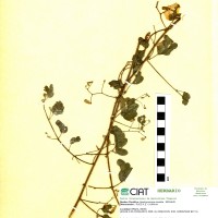 8916 herbarium