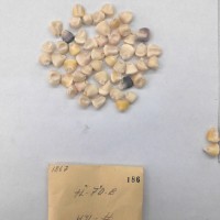 CIMMYTMA 186 - Reference Inventory.jpg