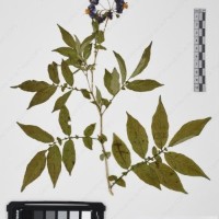 CIP 765722_RPSP 034_10.jpg