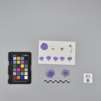 CIP765737_RPSP 053_F.JPG