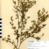 1716 herbarium