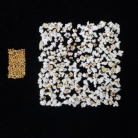 Popped and not popped comparison.jpg