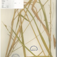 IRGC 100949 Herbarium