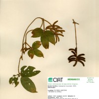 8075 herbarium