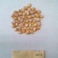 CIMMYTMA 2972 - Reference Inventory.jpg