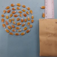 CIMMYTMA 7607 - Reference inventory.jpg