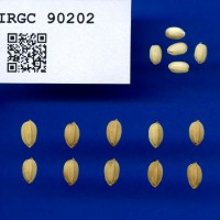 IRGC90202.jpg