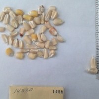 CIMMYTMA 1458 - Reference Inventory.jpg