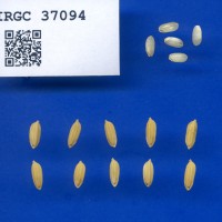 IRGC 37094 Seed Photo