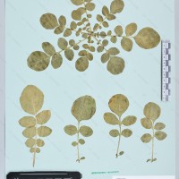 CIP 760339 herbarium