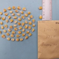 CIMMYTMA 8346 - Reference inventory.jpg