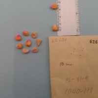 CIMMYTMA 6262 - Reference Inventory.jpg