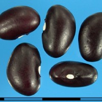 G12655B seed