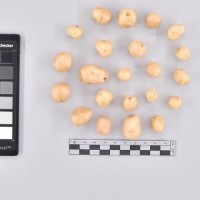 CIP 761827_OCH 13822_buk_T_2024.jpg