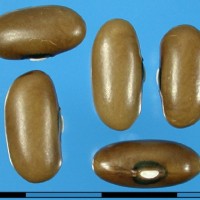 G24027 seed.jpg