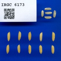 IRGC 6173 Seed Photo
