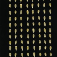 CIMMYTMA 16506 PUEB 545 TC24U-2903-266 K.jpg