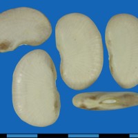 G25467 seed.jpg