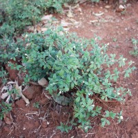 Stylosanthes fruticosa 2032.JPG