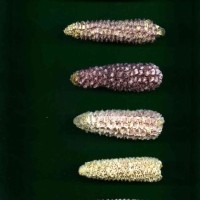 CIMMYTMA 8215 ECUA 477 TC18U-2903-22 C.jpg