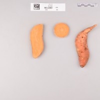 CIP 440136 (root).jpg