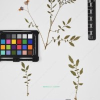 CIP 763474_OCHS 12061a_09.jpg