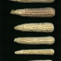 CIMMYTMA 5202 GUAT 158 AF20A-0903-105 C.jpg