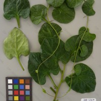 CIP 201269 Herbarium