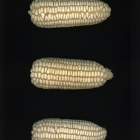 CIMMYTMA 275 GUAN 86 PV22A-1903-138 E1730 _compress.jpg