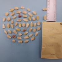 CIMMYTMA 7626 - Reference inventory.jpg