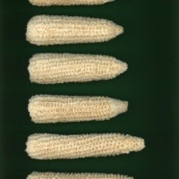 CIMMYTMA 2412 CUBA 150 AF21A 0903 52 C1350 _compress.jpg