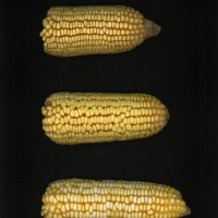 CIMMYTMA 7359 BRAZ 1288 AF17A-0903-127 E.jpg