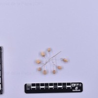 CIP 764062_SPV 6339_oti_B(i).jpg