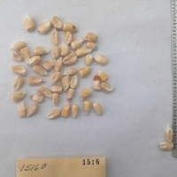 CIMMYTMA 1516 - Reference Inventory.jpg